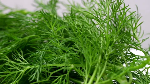 Dill closeup Stock Footage 263576197