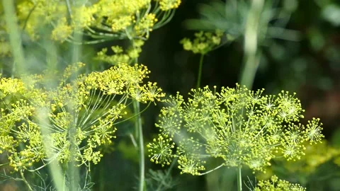 Dill in the country in the summer Stock Footage 158402577