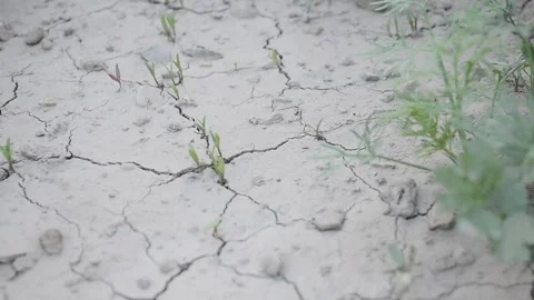 Dill in cracked earth Stock Footage 96704402
