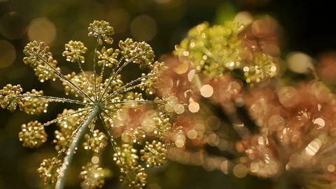 Dill with dewdrops in backlight of sunlight. Stock Footage 119857794
