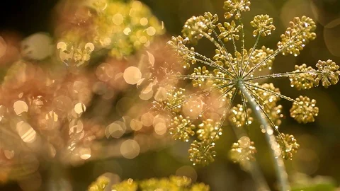 Dill with dewdrops in backlight of sunlight. Stock Footage 119857853