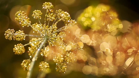 Dill with dewdrops in backlight of sunlight. Stock Footage 119857875
