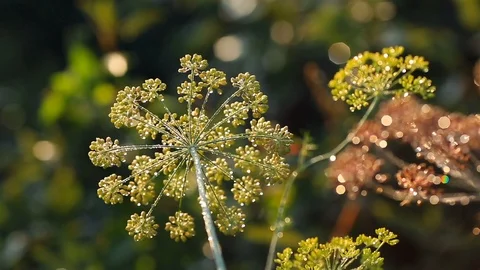 Dill with dewdrops. Stock Footage 119857735