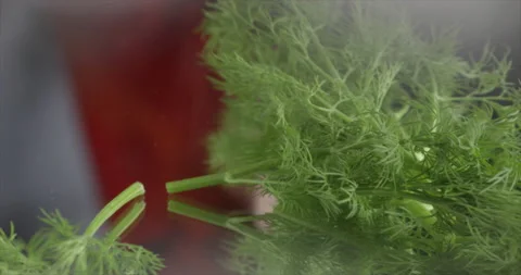 Dill falls on glass in Slowmo Stock Footage 201112965