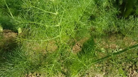 Dill in farm beds, close up Stock-Footage 170069100