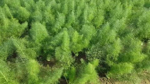 Dill in farm beds, close up Stock-Footage 170069101