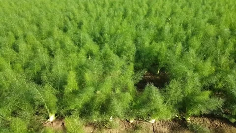 Dill in farm beds, close up Stock-Footage 170069107