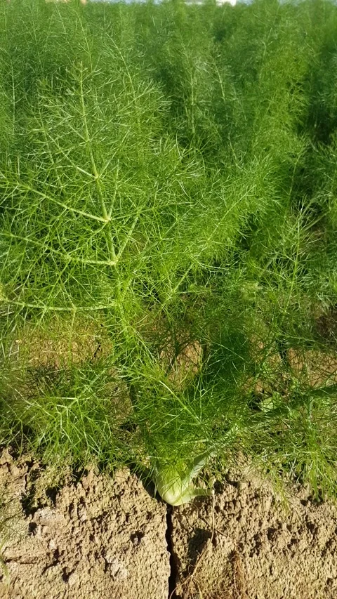 Dill in farm beds, close up Stock-Footage 170069331