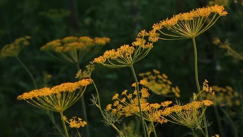 Dill on the field. Stock Footage 119857757