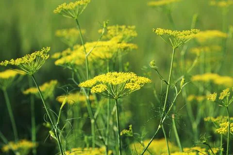 Dill field Stock-Fotos