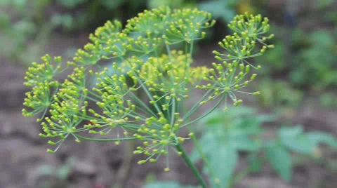Dill flower Stock Footage 25908165