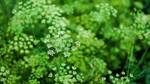 Dill flower Stock Footage 82390180