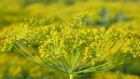 Dill flower in the garden Stock Footage 201406171