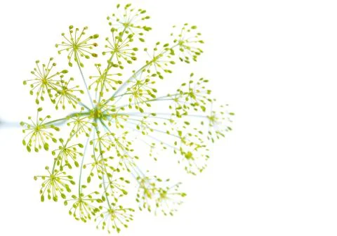 Dill flower Stock Photos