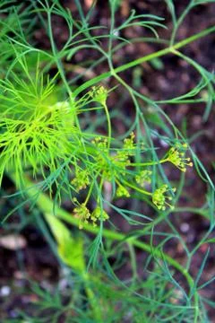 Dill flower Stock Photos