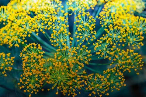 Dill flowers background Stock Photos