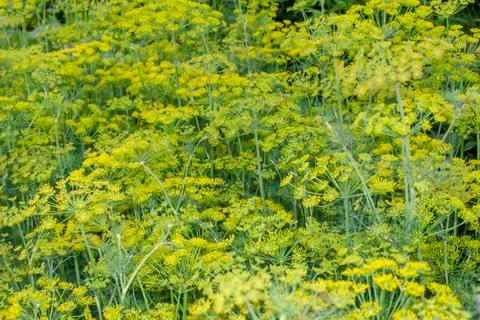Dill flowers close up. Stock Photos