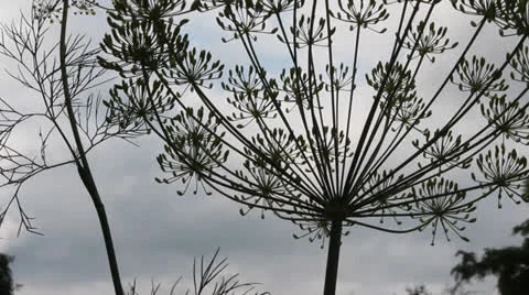 Dill flowers Stock Footage 25154275
