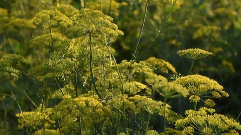Dill flowers Stock Footage 88787396