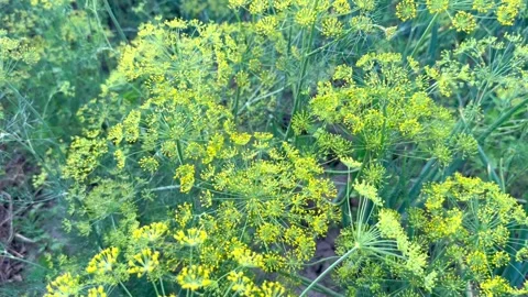 Dill flowers in the garden Stock Footage 246393247