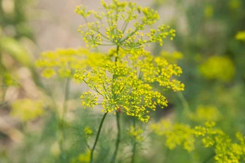 Dill flowers Stock-Fotos