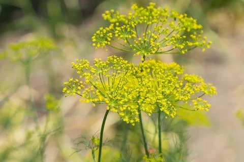 Dill flowers Stock Photos
