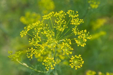 Dill flowers Stock Photos