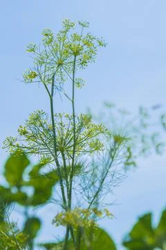 Dill flowers Stock Photos