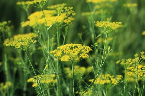 Dill flowers Stock Photos