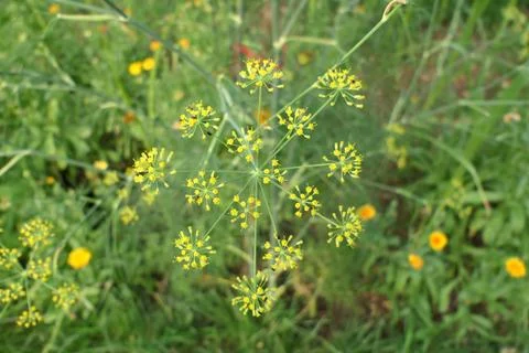 Dill Flowers. Stock Photos