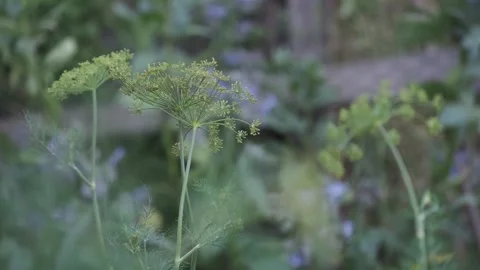 Dill Flowers Swaying Gently in Soft Breeze Stock Footage 314223609