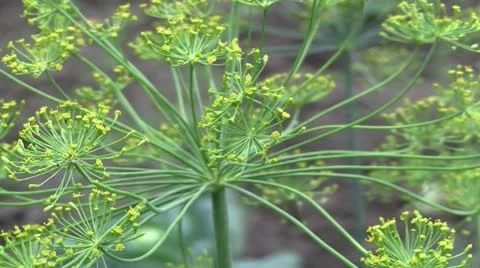 Dill Stock Footage 11320579