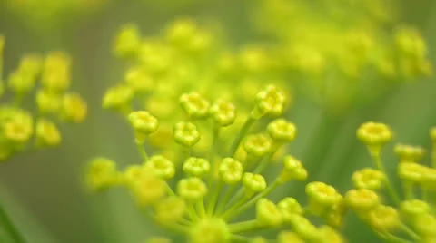 Dill Stock-Footage 24953650