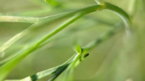 Dill Vídeo Stock 24957902