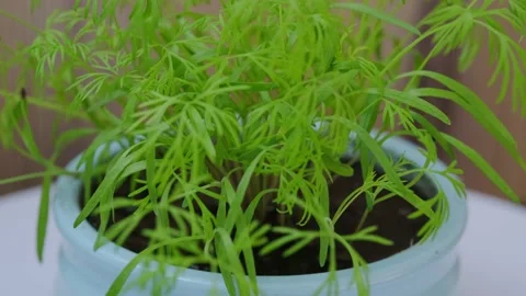 Dill Stock Footage 131207106