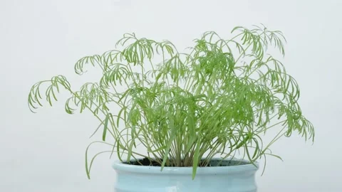 Dill Stock Footage 131207981