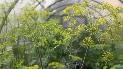 Dill Stock Footage 168314800