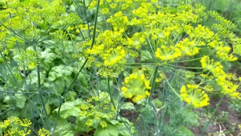 Dill Stock Footage 202043989