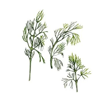 Dill fresh green branches. Vector color vintage hatching illustration isola.. Stock Illustration