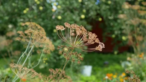 Dill in the garden against the background of an old village house. Stock Footage 216617129