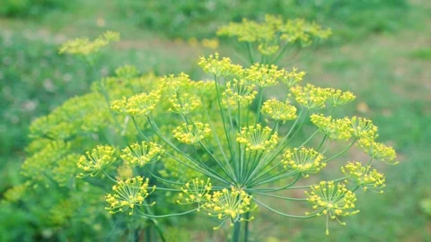 Dill garden blooming Stock Footage 280861089