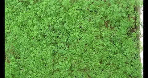 Dill in the garden Stock Footage 295022270