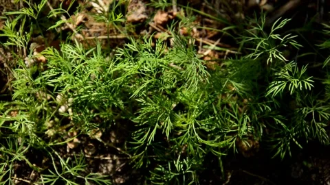 Dill in the garden Stock Footage 328646642