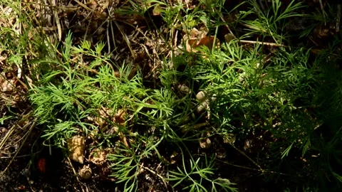 Dill in the garden Stock Footage 328646674