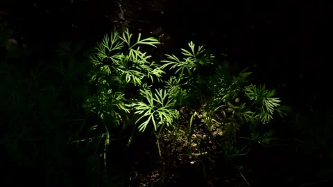 Dill in the garden Stock Footage 328646793