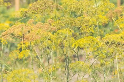 Dill in the Garden Stock Photos