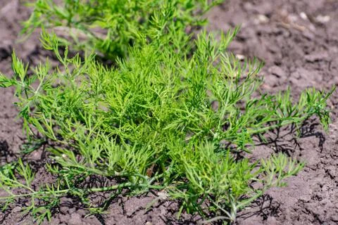 Dill in the garden Stock Photos