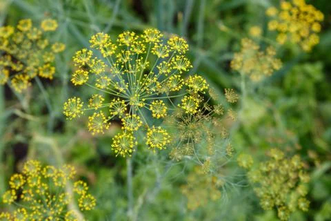 Dill In the garden Stock Photos
