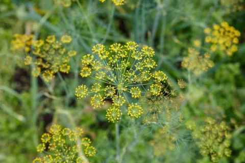 Dill In the garden Stock Photos