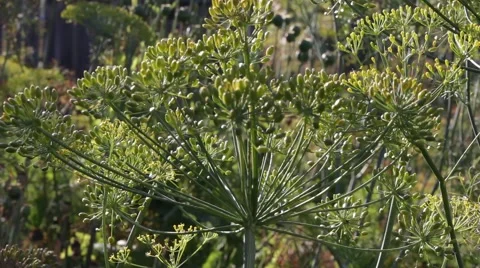 Dill in the garden, summer Stock Footage 65926010